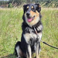 Matteo, Hund zur Adoption