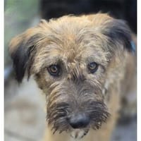 Popey - wartet in 96160 Geiselwind, Hund zur Adoption
