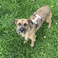 Merlin auf Pflegestelle, Hund zur Adoption