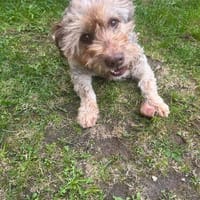 Schmuseterrier Marc sucht seine Familie, Hund zur Adoption
