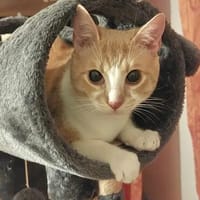 Stephan Freundlicher Kater sucht harmonische Familie, Kater zur Adoption
