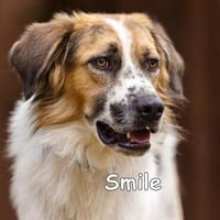 SMILE, Hund zur Adoption