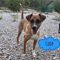 Coop ein sehr lieber gutmütiger Hundebub, Hund zur Adoption