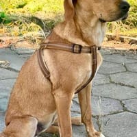 Zara eine warmherzige große Hündin, Hündin zur Adoption