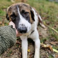 Oskar sucht seine Familie ❤, Hund zur Adoption