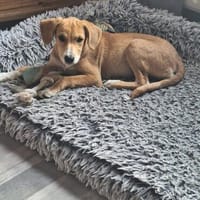 Jette sucht ihre Familie, Hündin zur Adoption