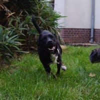 Jan, liebenswerter Charakterkopf, 2 J., Hund zur Adoption