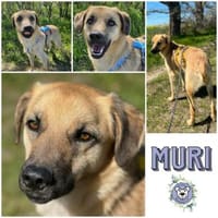 MURI -möchte die Welt gezeigt bekommen-, Hund zur Adoption