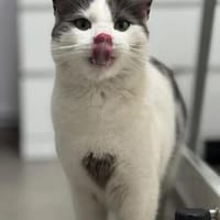 Rony Schleckermäulchen sucht Buffetplatz, Kater zur Adoption