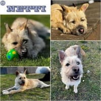 NETTI -kleine Strahlemaus-, Hündin zur Adoption