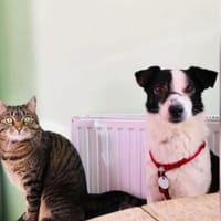 JackRussell-Mix EMiL braucht Hilfe, Hund zur Adoption