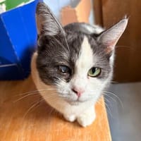 Pria, Katze zur Adoption