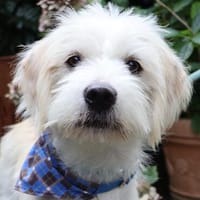 Otto - 12,3 kg sensibler Schatz sucht liebevollen Platz, Hund zur Adoption