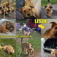 Leslie sucht aktive Menschen, die gerne was unternehmen, Hündin zur Adoption
