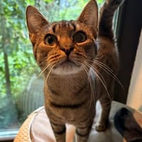 Samu, Kater zur Adoption