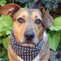 Milo -kinderlieb und eine Seele von Hund, Hund zur Adoption