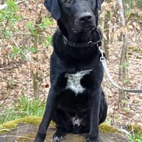 Sudo nun Larry 63 cm (Pflegestelle), Hund zur Adoption