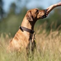 Schröder sucht ein passendes Zuhause, Hund zur Adoption