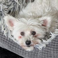 Flocke - Gesellschaftshund gesucht!, Hündin zur Adoption