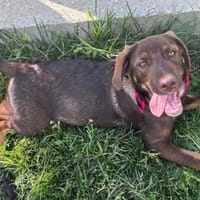 Benno ein ganz feiner Labby-Mix, Hund zur Adoption