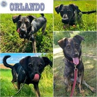 ORLANDO ° einfach eine Knutschkugel, Hund zur Adoption