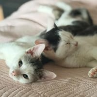 Daisy, Chili & Matz, Kater zur Adoption
