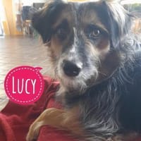 Lucy braucht ihre Menschen, Hündin zur Adoption