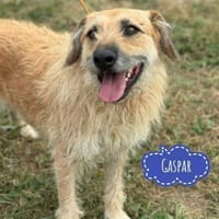 Gaspar wartet seit seiner Geburt, Hund zur Adoption