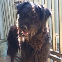 Negro sucht sein Glück  nach Leid und Einsamkeit, Hund zur Adoption