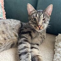 Jack - wartet in 86554 Pöttmes, Kater zur Adoption