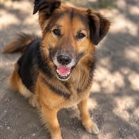 Nuka -sucht seine Menschen fürs Leben, Hund zur Adoption