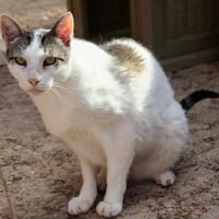 Garfield, sucht Altersruhesitz, Kater zur Adoption