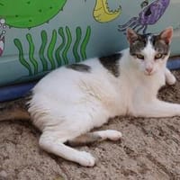 Garfield, sucht Altersruhesitz, Kater zur Adoption