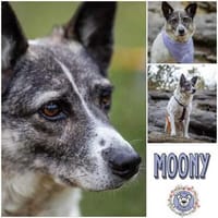 MOONY * Freundliche zurückhaltende Dame, Hündin zur Adoption