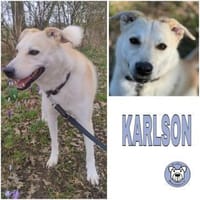 KARLSON -Verträglicher Vorzeigejunge-, Hund zur Adoption