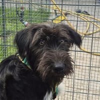 Laurel O`Hardy - wartet in 96160 Geiselwind, Hund zur Adoption