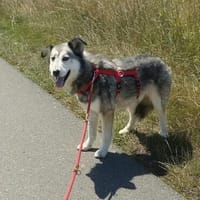 Yuma,unser Sensibelchen, sucht ihre Menschen, Hündin zur Adoption