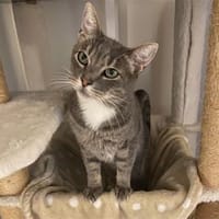 Marakesh - wartet in 86554 Pöttmes, Katze zur Adoption