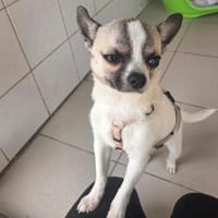 Eco sucht sein Zuhause, Hund zur Adoption