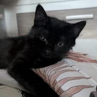 Elsa, Katze zur Adoption