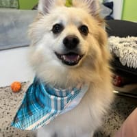 Lio sucht seine Familie, Hund zur Adoption