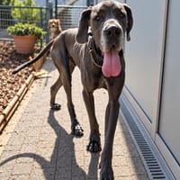Fritz sucht Menschen, die ihm die Welt erklären können, Hund zur Adoption