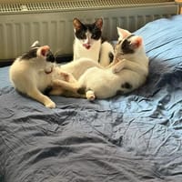 Svea, Suri & Sora, Katze zur Adoption