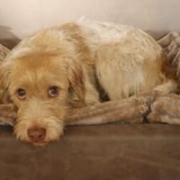 Luiz - wer kann diesem  Blick widerstehen???????, Hund zur Adoption