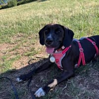 🐾 SABINE HAT ES ENDLICH GESCHAFFT 🐾, Hündin zur Adoption