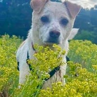 Coco, verschmust, neugierig, freundlich, Hündin zur Adoption