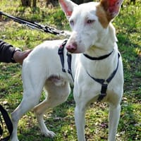 Bombon, menschenbezogen, freundlich, offen, Hund zur Adoption