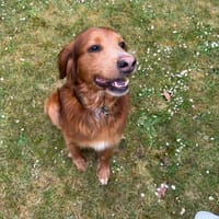 Brownie, ein Kumpel für's Leben mit Herz, Hund zur Adoption