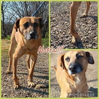 Notfall!! Pflegestelle gesucht, Hund zur Adoption