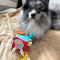 Agiler Denis will ausgelastet werden, Hund zur Adoption